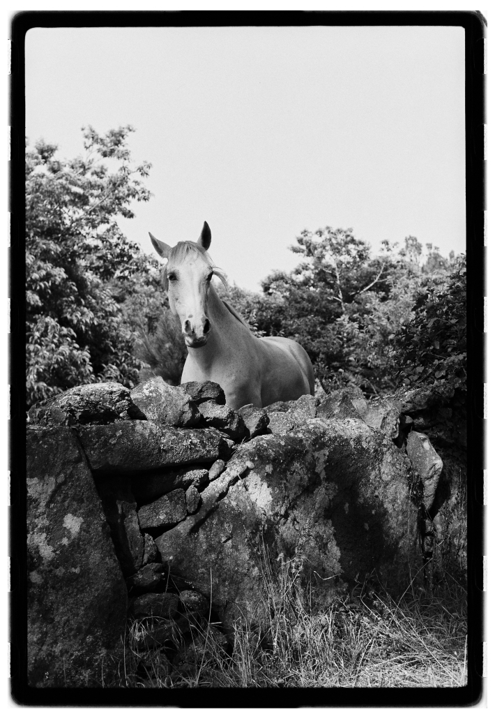 AsahiPentaxK1000-Kodak400TX-CarmencitaFilmLab-JorgeShinno