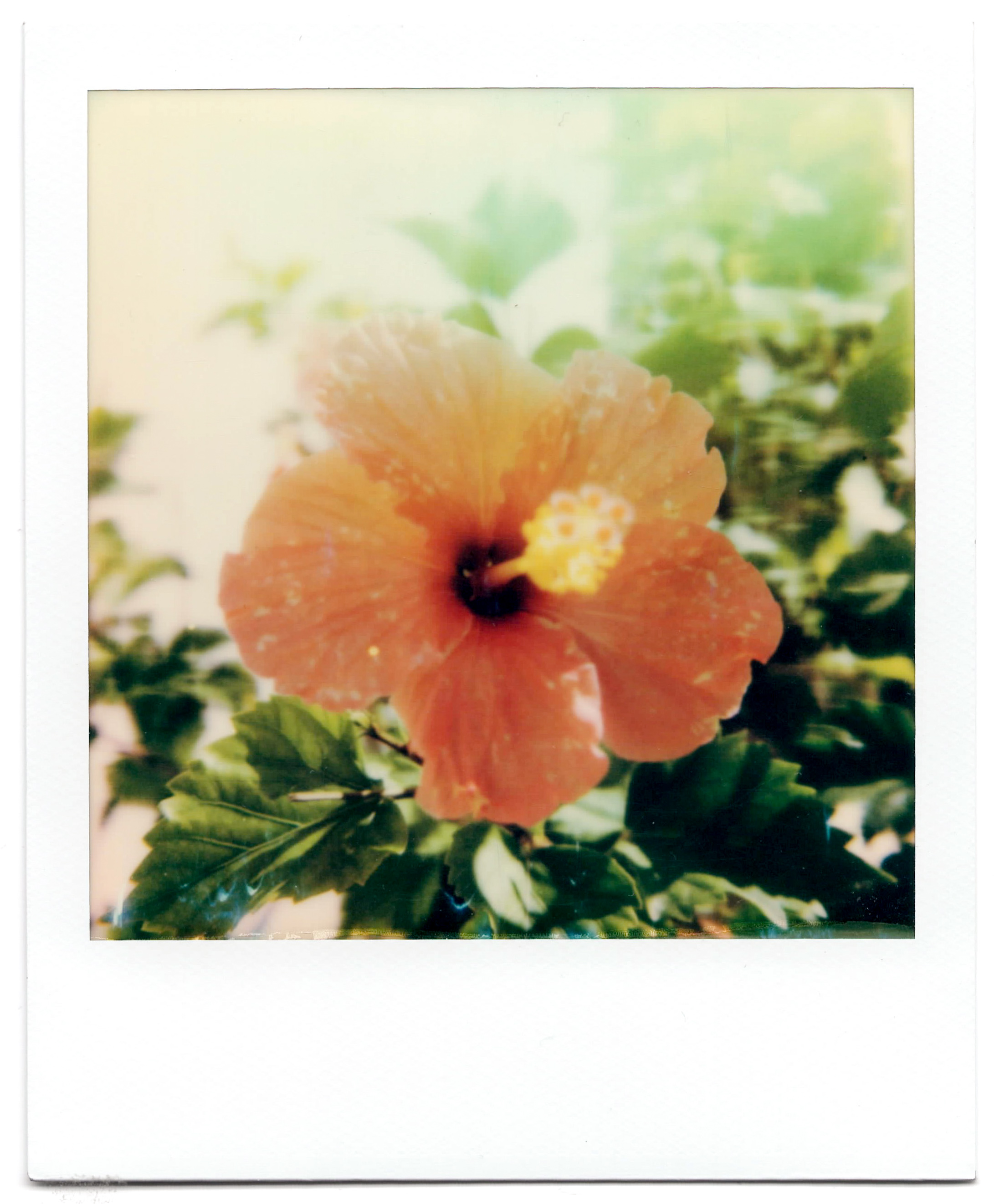 Carmencita Polaroid 4 Carmencita Polaroid 4