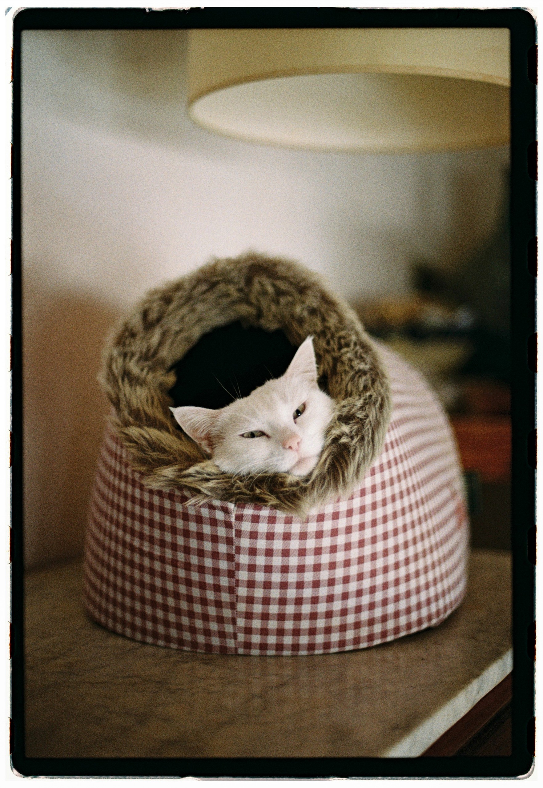 NikonF3-KodakGold200-CarmencitaFilmLab-FrancEscofet