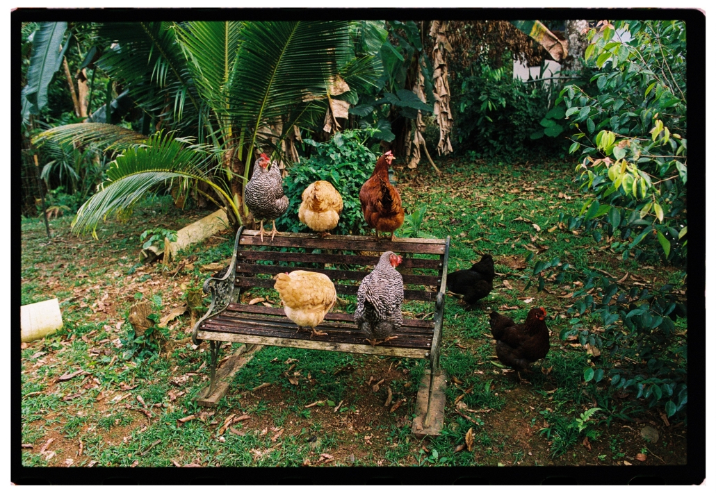 NikonF3-KodakPortra800-CarmencitaFilmLab-BenjaminCuret