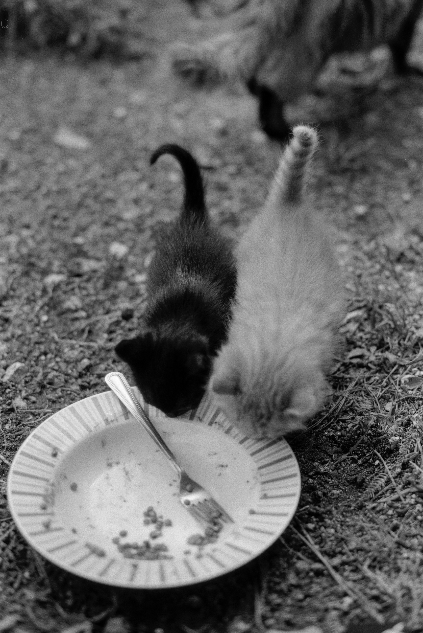 NikonFM2-APX100-CarmencitaFilmLab-ChantalConvertini