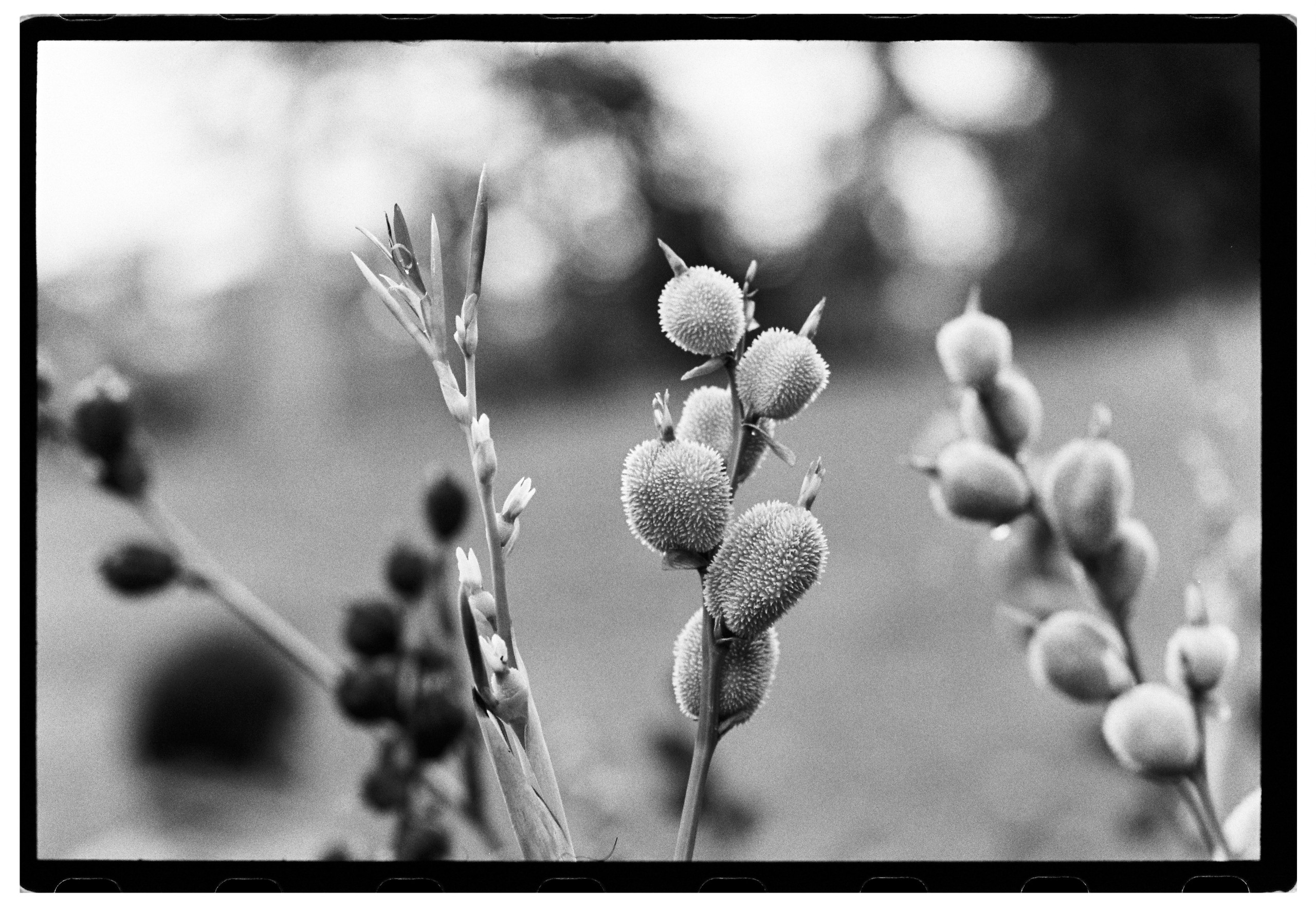 NikonFM3a-KodakTriX-CarmencitaFilmLab-BenjamínCuret