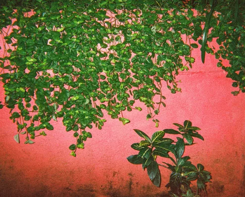 Art Meets Education - Maedane Torio - Green Pink
